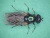 Chloromyia formosa